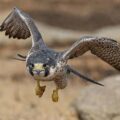 وہ شکاری پرندہ جو ہوائی جہاز سے بھی زیادہ تیز رفتاری کے ساتھ اڑ سکتا ہے
